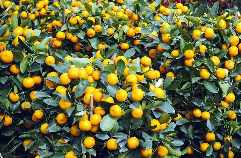 jeruk mandarin