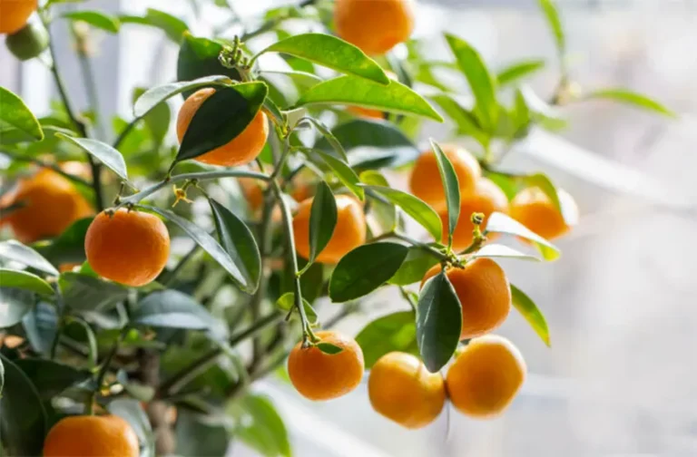 jeruk mandarin adalah