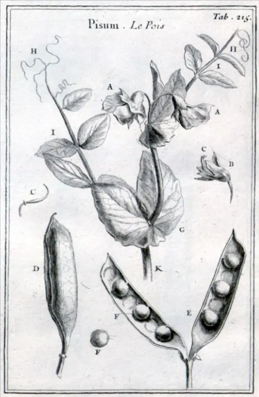 kacang kapri