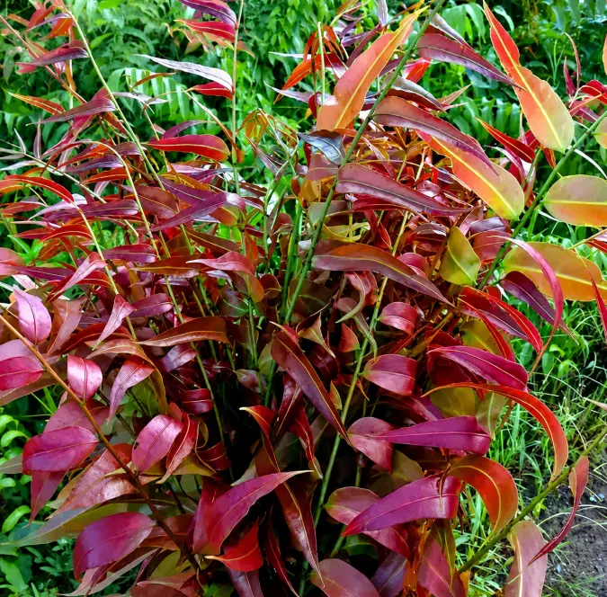 kelakai merah