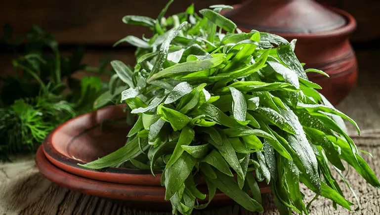 manfaat tarragon