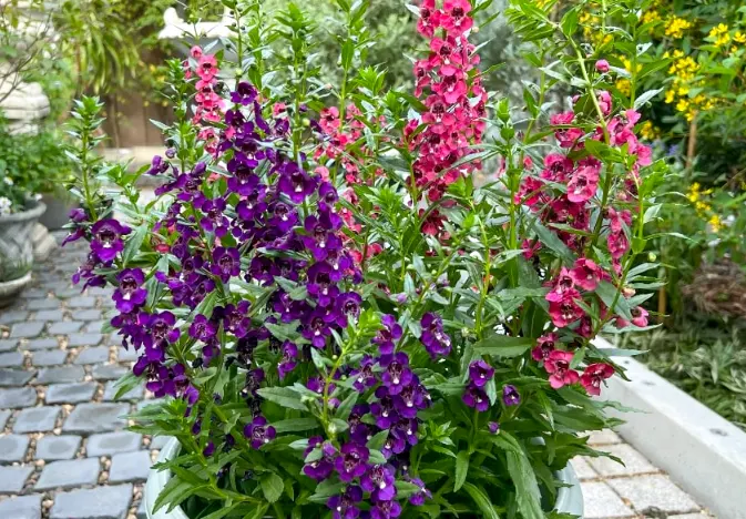 bunga Angelonia
