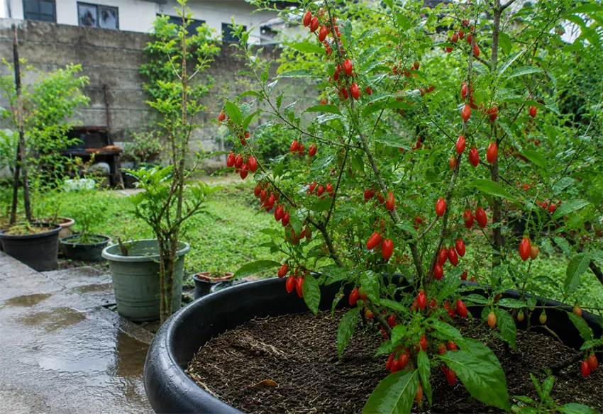 menanam goji berry