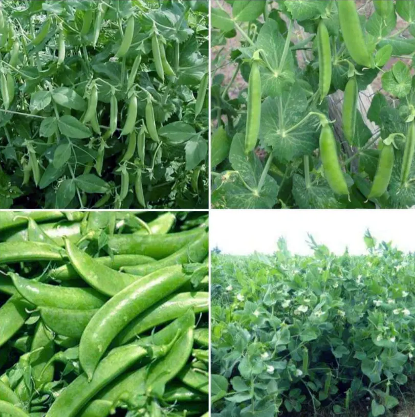 menanam kacang kapri