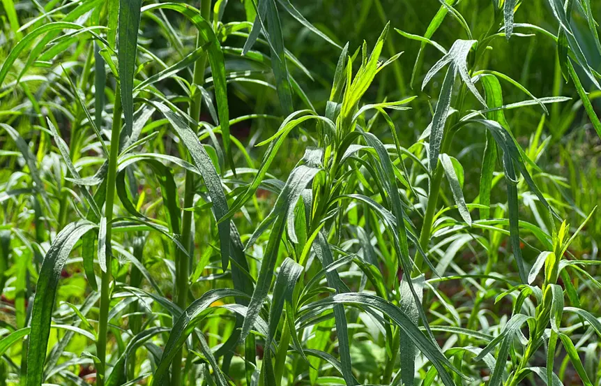 menanam tarragon