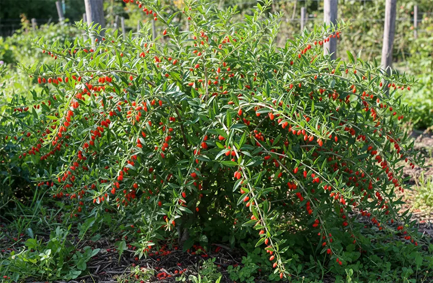 tanaman goji berry