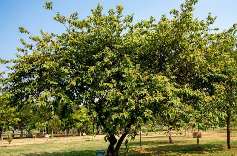pohon jati belanda