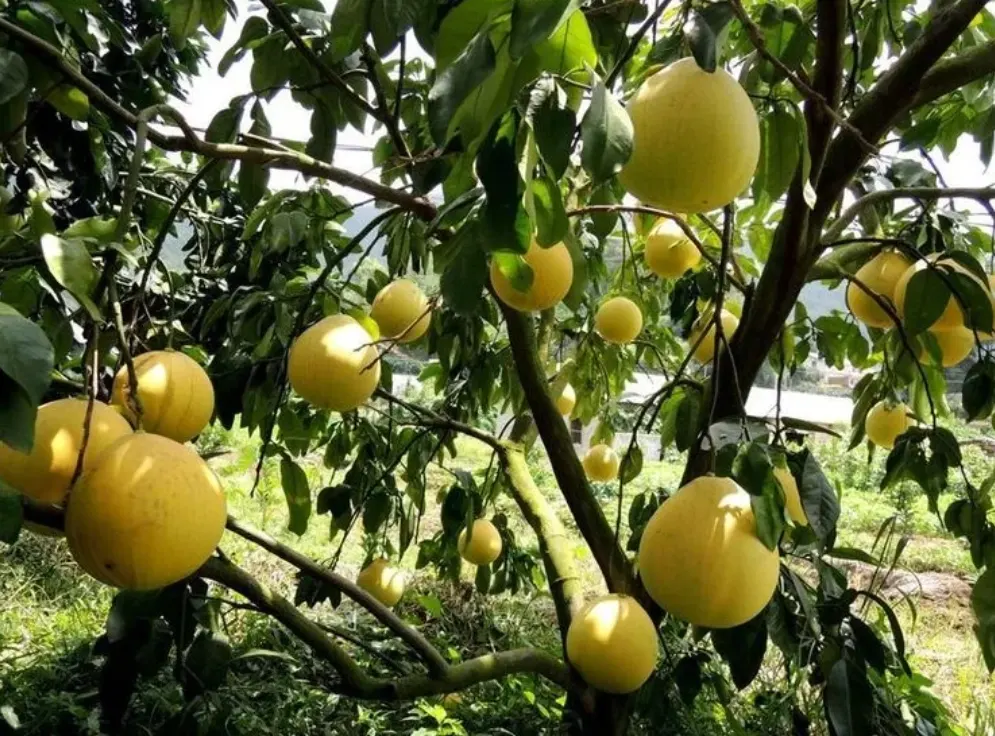 pohon pomelo