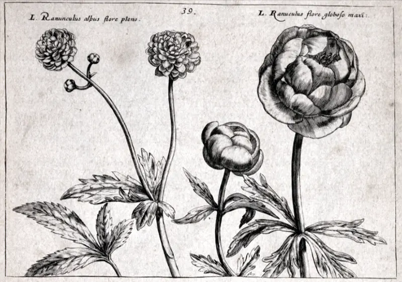 bunga ronunculus