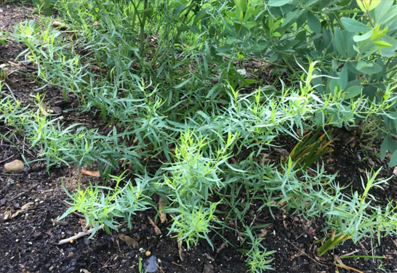 tanaman tarragon