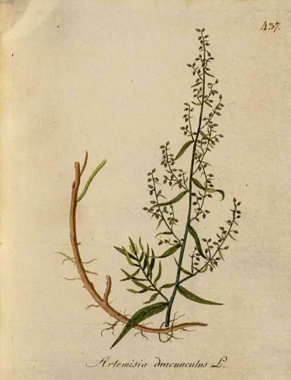 tarragon
