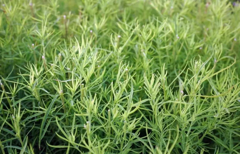tarragon adalah