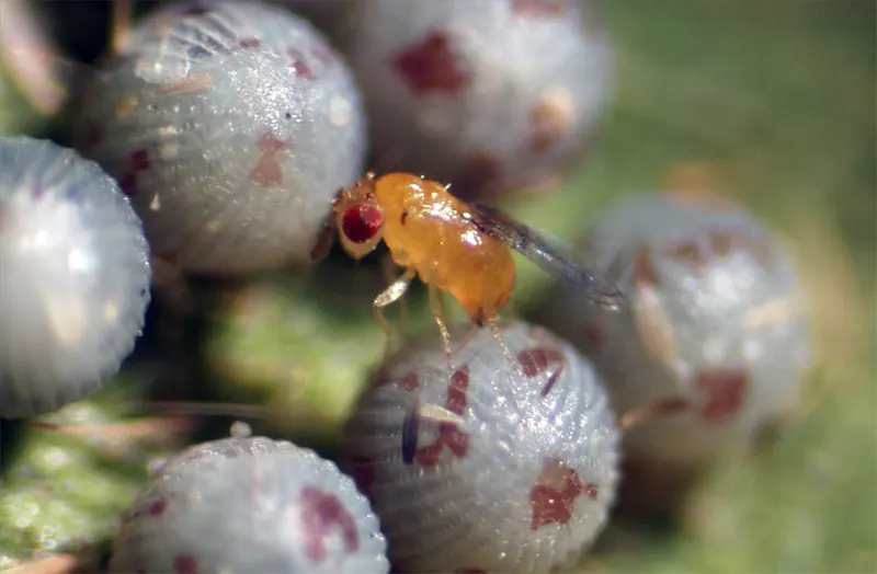 Trichogramma spp