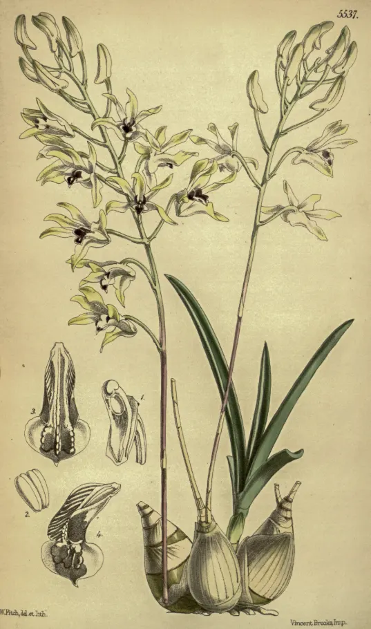 Dendrobium canaliculatum