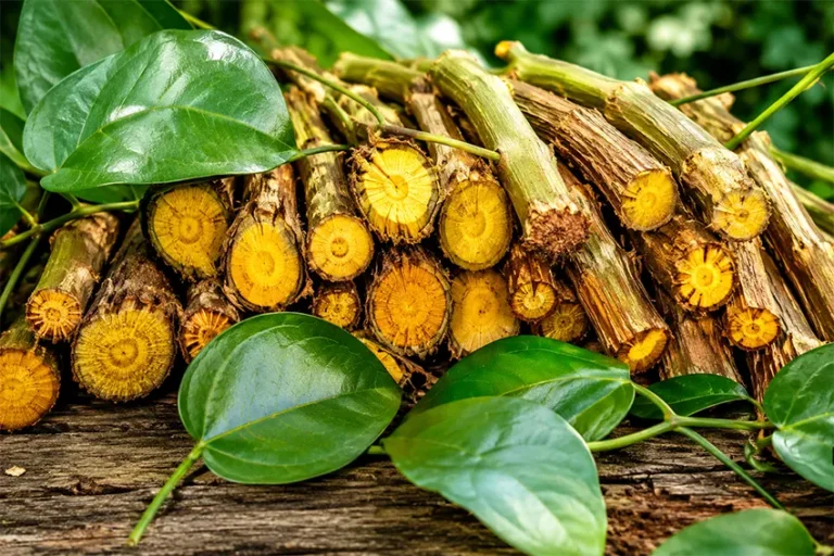 akar kuning adalah