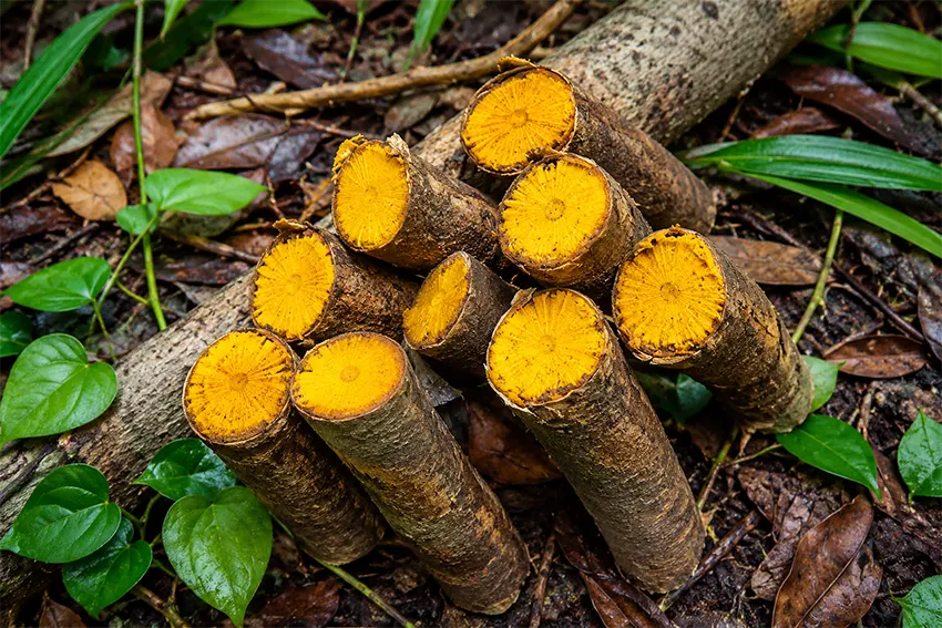 khasiat akar kuning
