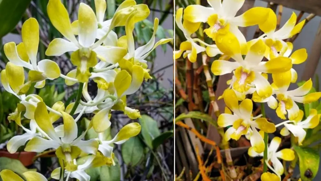 Dendrobium Banana Royal