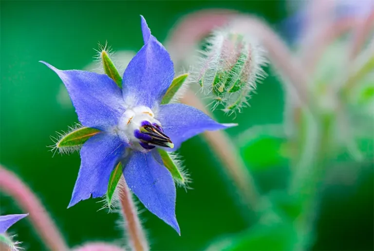 borage adalah