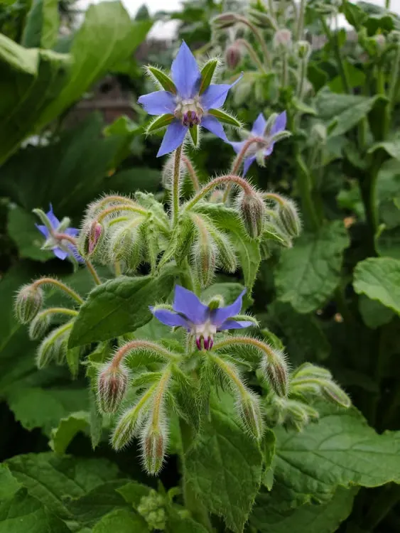 borage