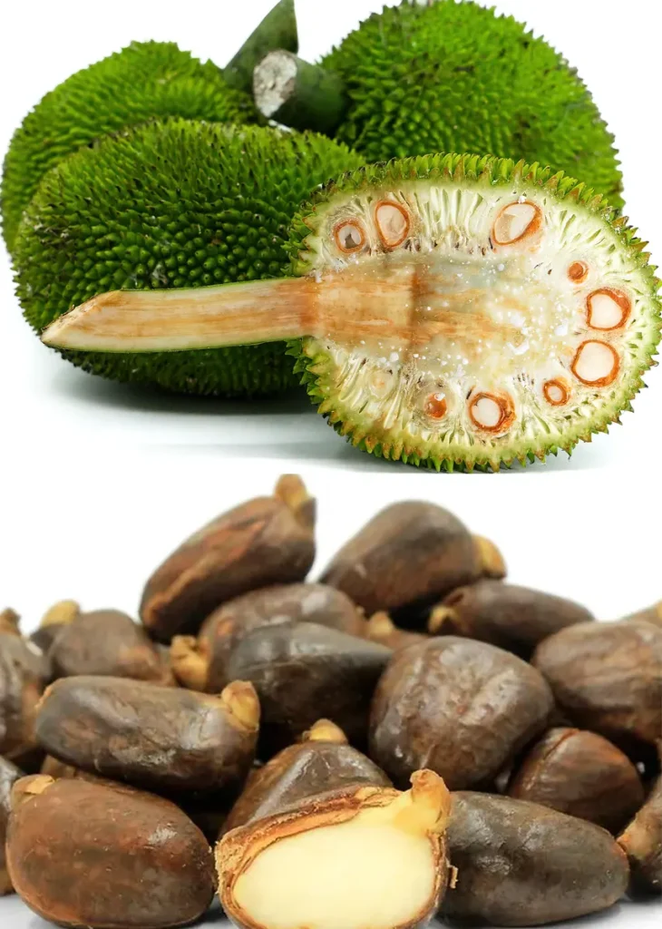 biji buah kluwih