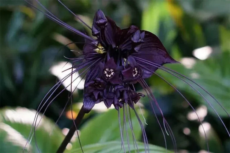 bunga kelelawar hitam adalah