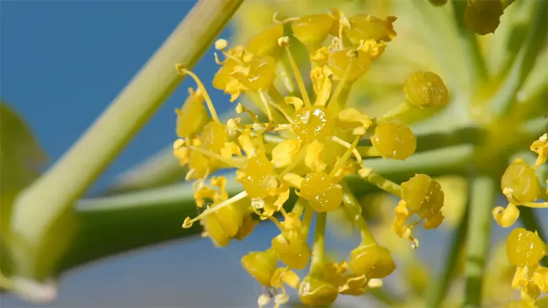 bunga silphium