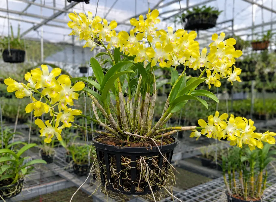 Dendrobium Banana Royal