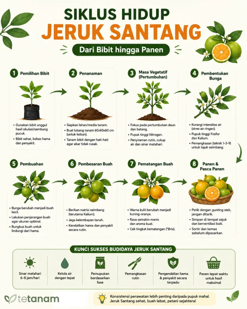 menanam jeruk santang