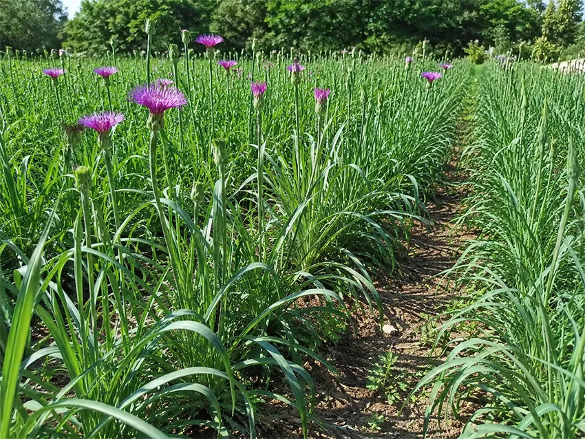 menanam salsify
