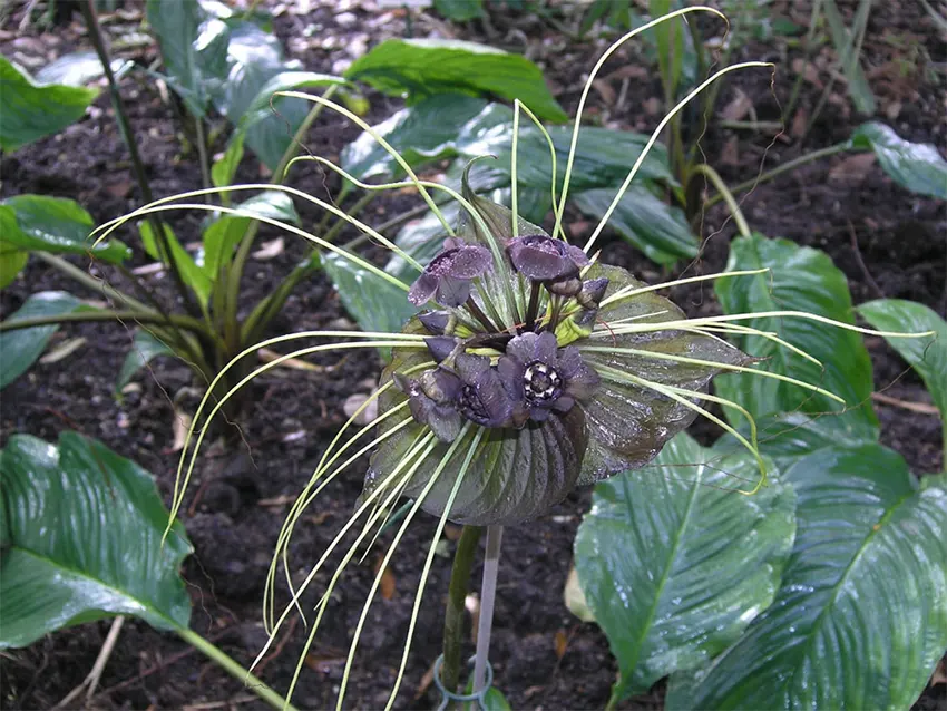 bunga kelelawar hitam