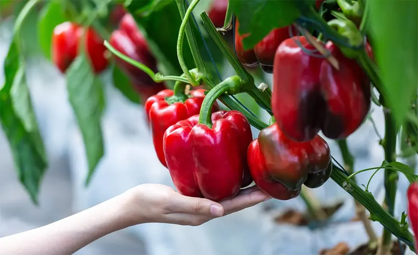 menanam paprika