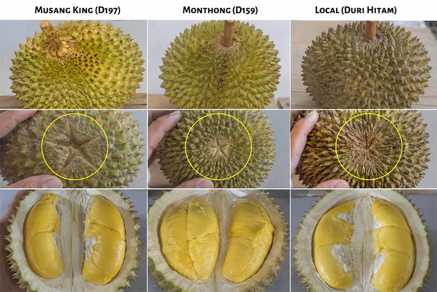 musang king