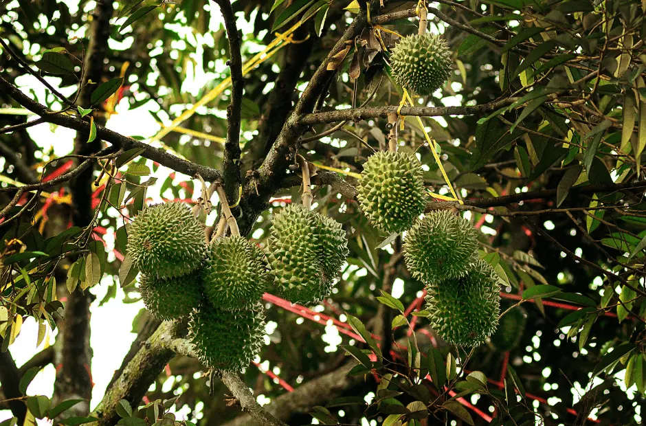 musang king