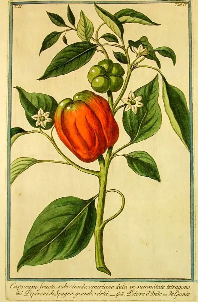 paprika
