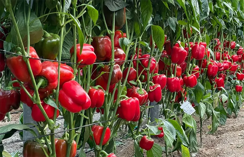 paprika indonesia