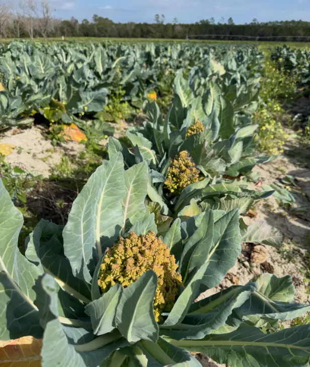 menanam romanesco