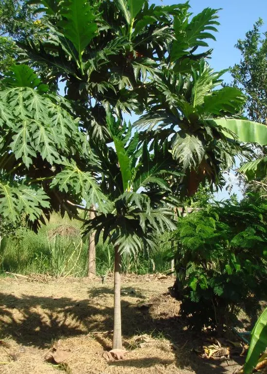 pohon kluwih