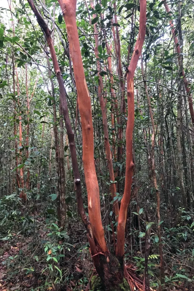 pohon pelawan