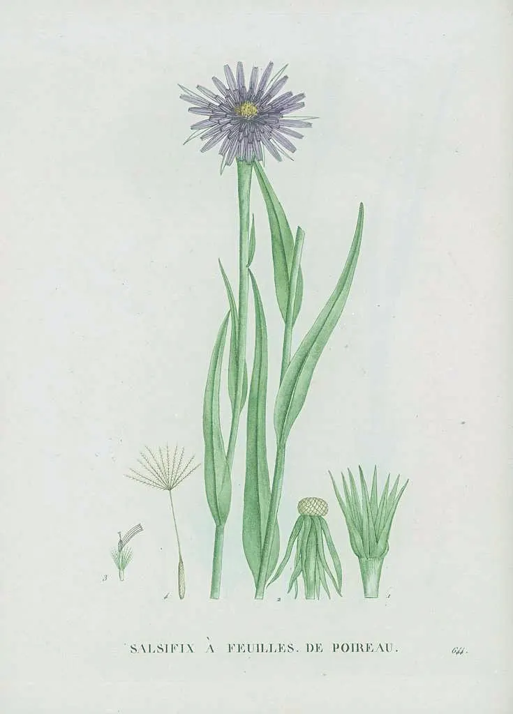 salsify