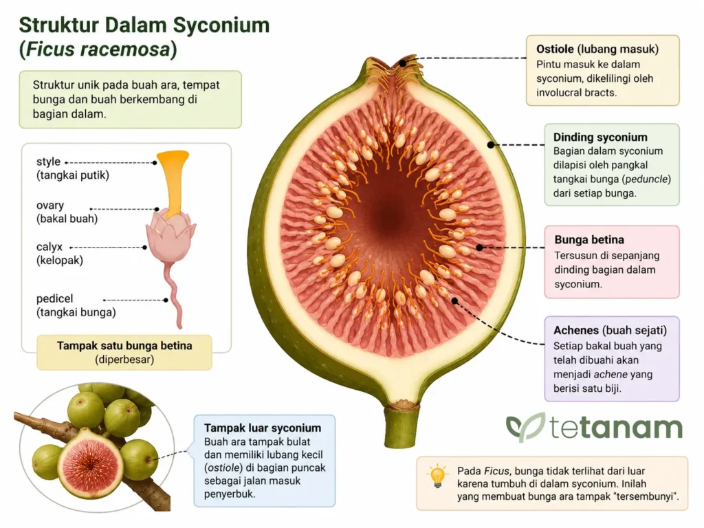syconium