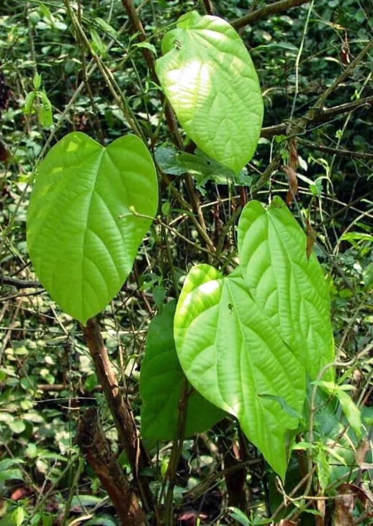 tanaman akar kuning