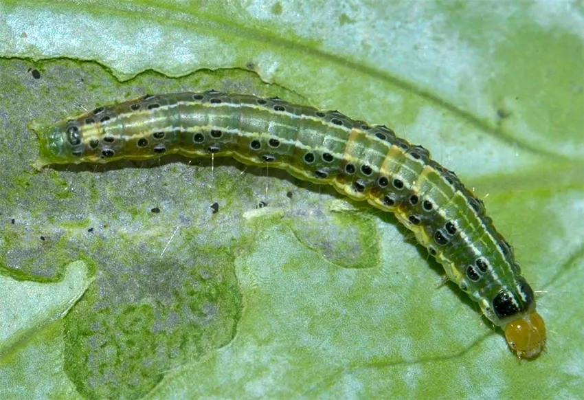 ulat krop