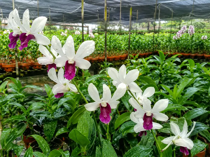 dendrobium wonleng