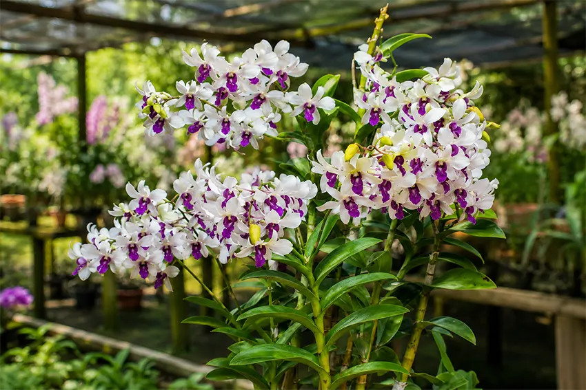 dendrobium wonleng