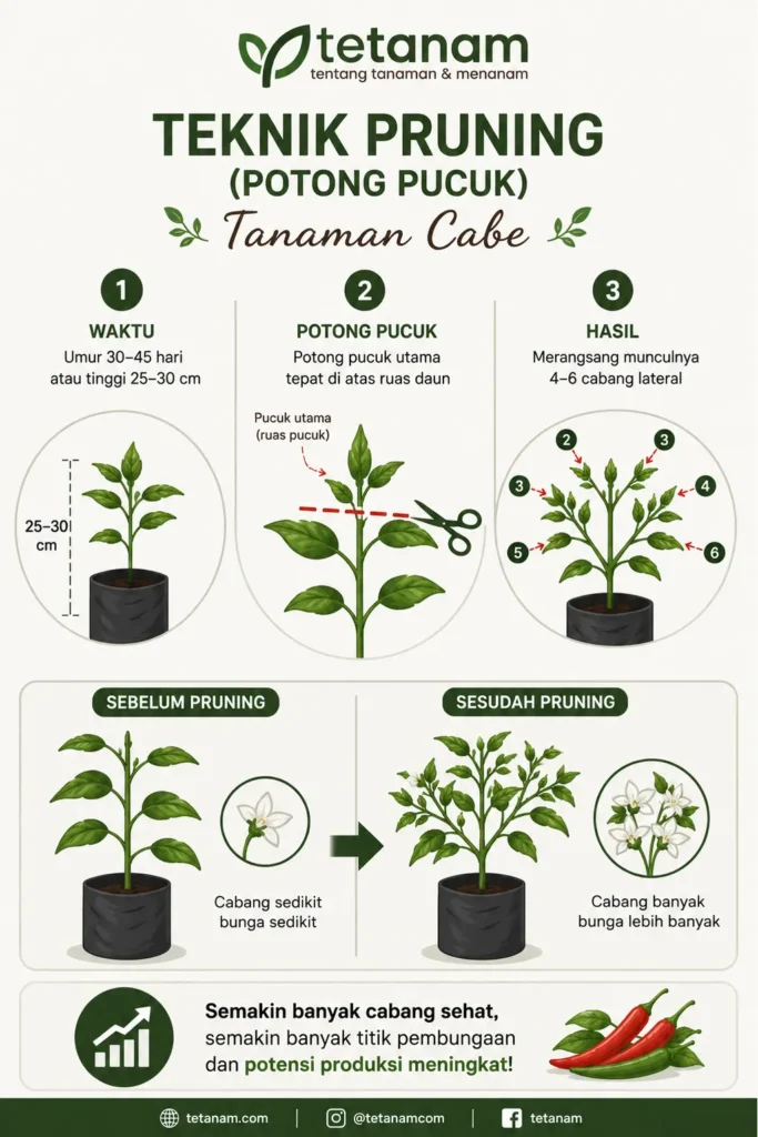 agar cabe berbuah lebat
