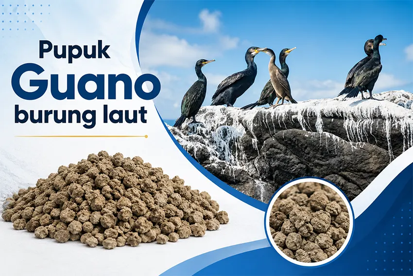 Pupuk Guano Burung Laut