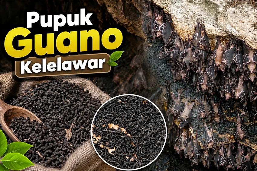 Pupuk Guano Kelelawar